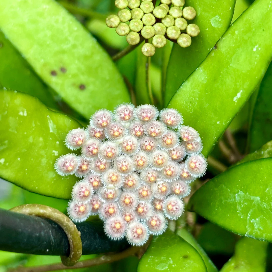 Hoya parviflora H181 - Image 4