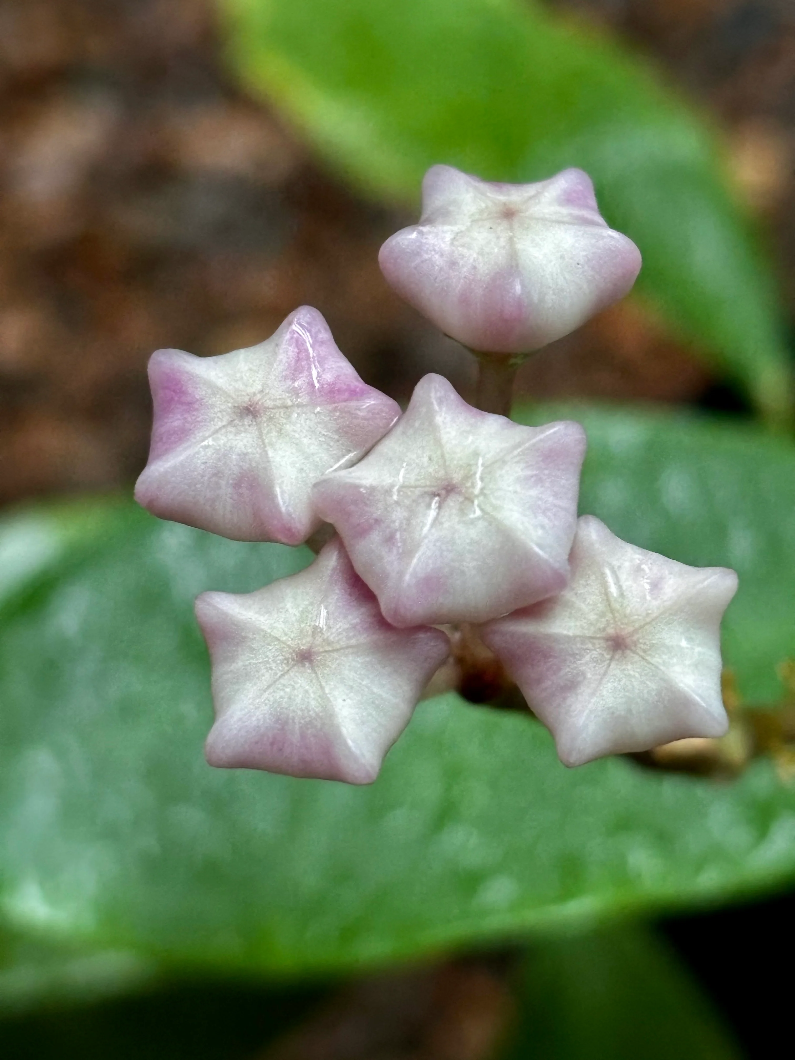Hoya 'Patricia' H396 - Image 3