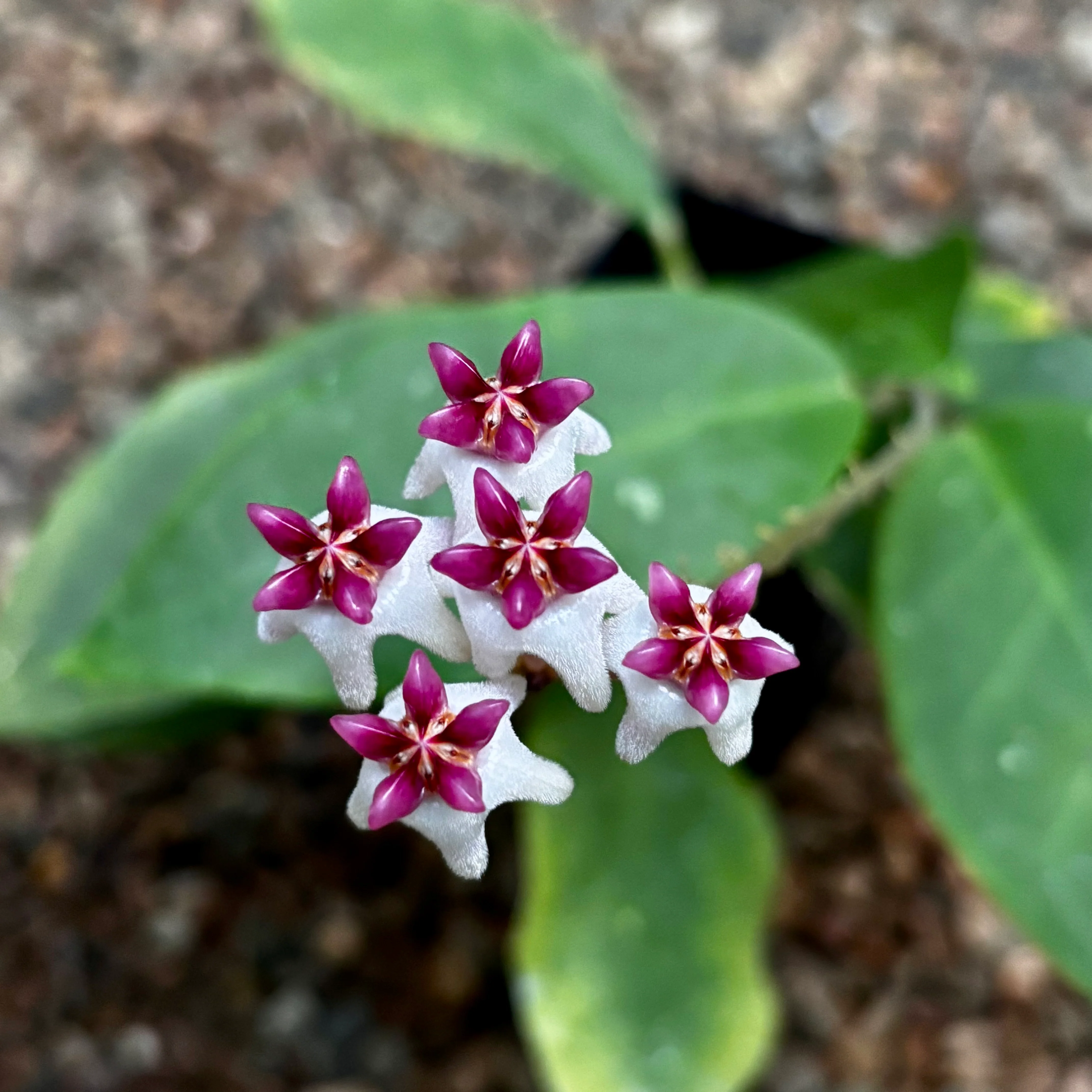 Hoya 'Patricia' H396 - Image 7