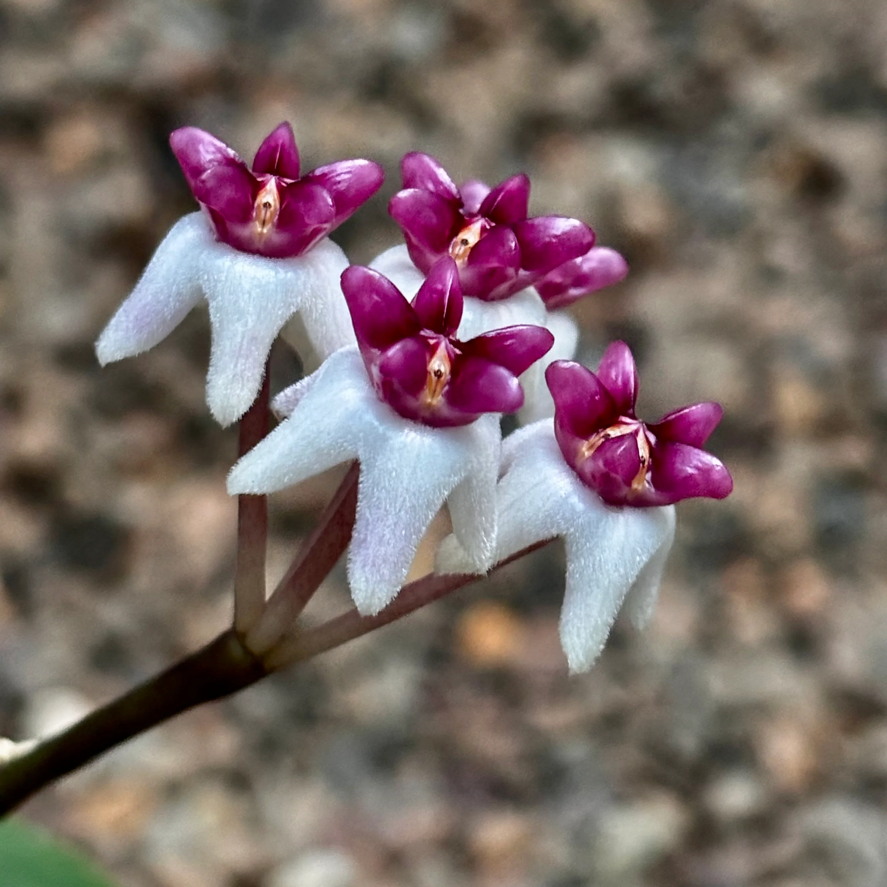 Hoya 'Patricia' H396 - Image 9
