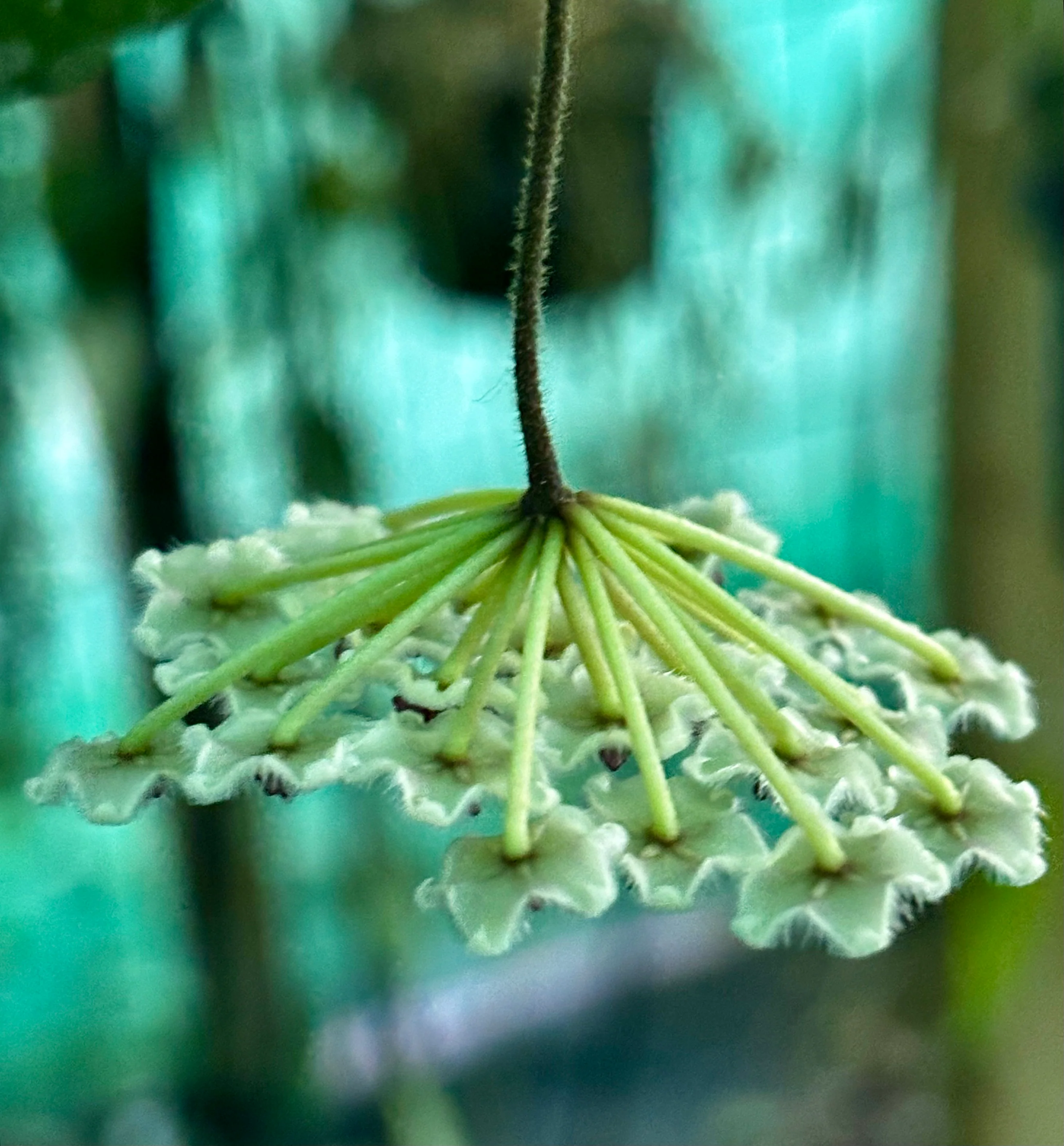 Hoya phuwaensis H317 - Image 6