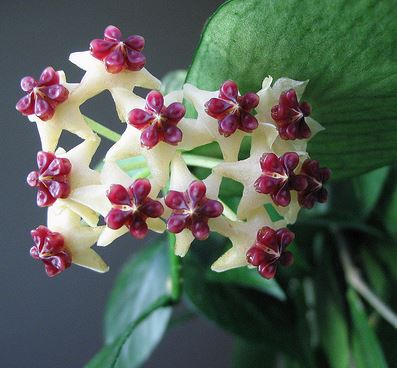 Hoya polyneura H38 - Image 3