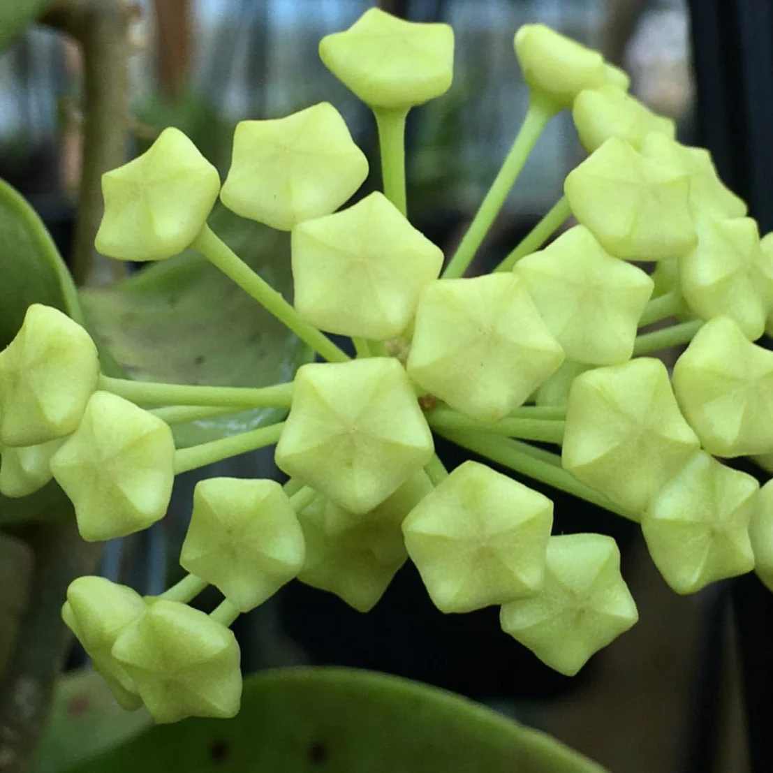 Hoya verticillata (Chiang Mai) H23 - Image 4