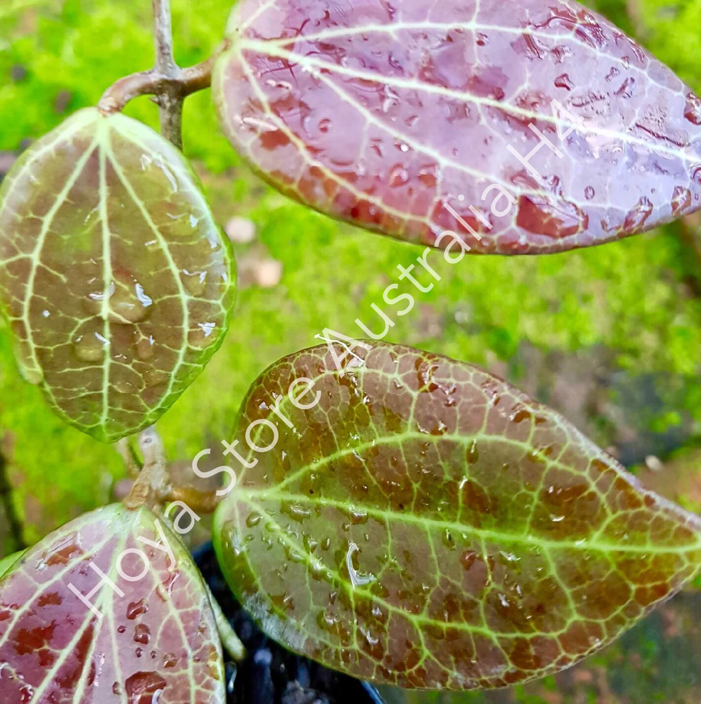 Hoya nicholsoniae H4 - Image 2