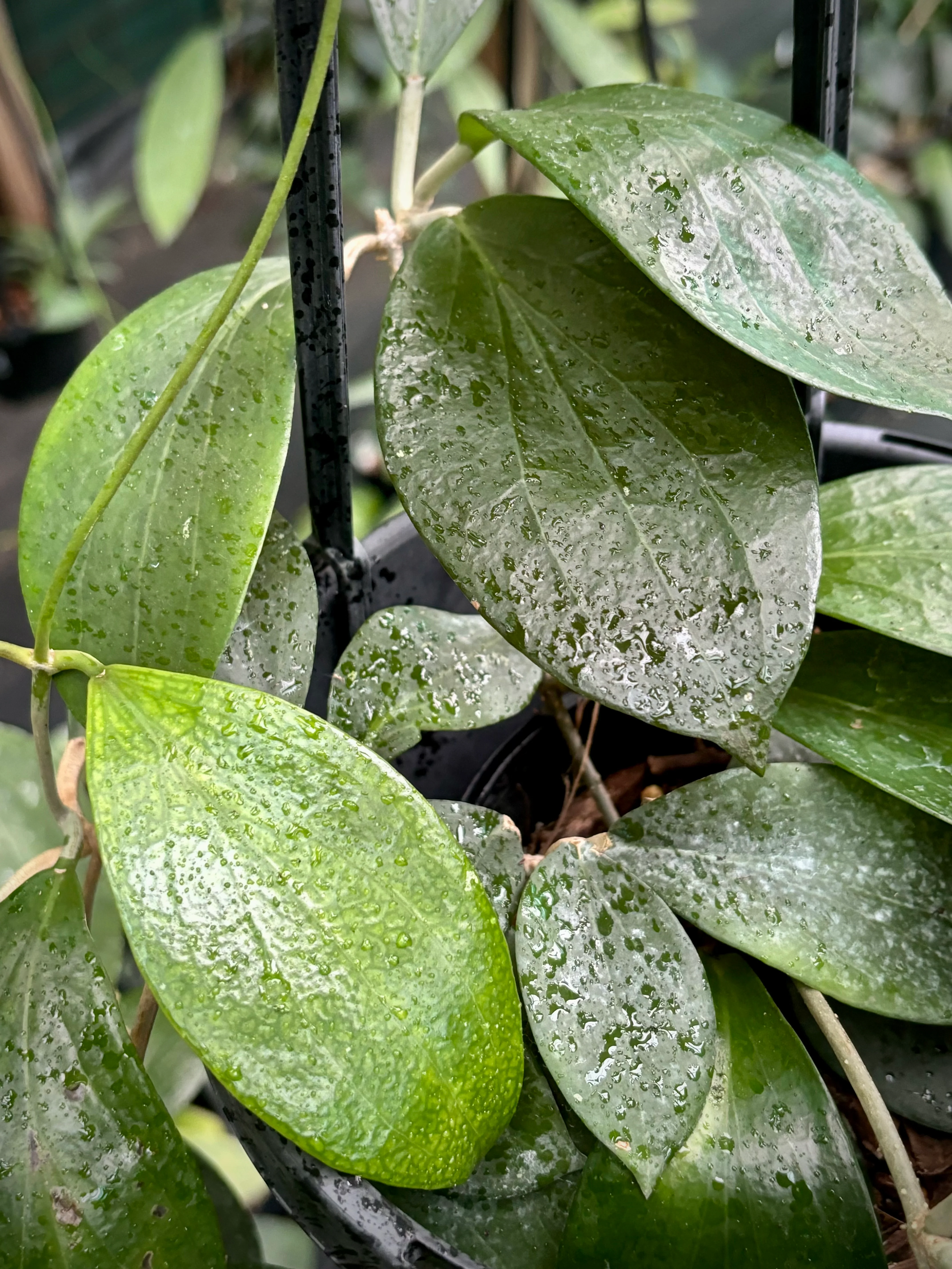 Hoya nicholsoniae McIlwraith Ra. IML 0022 H73 - Image 2