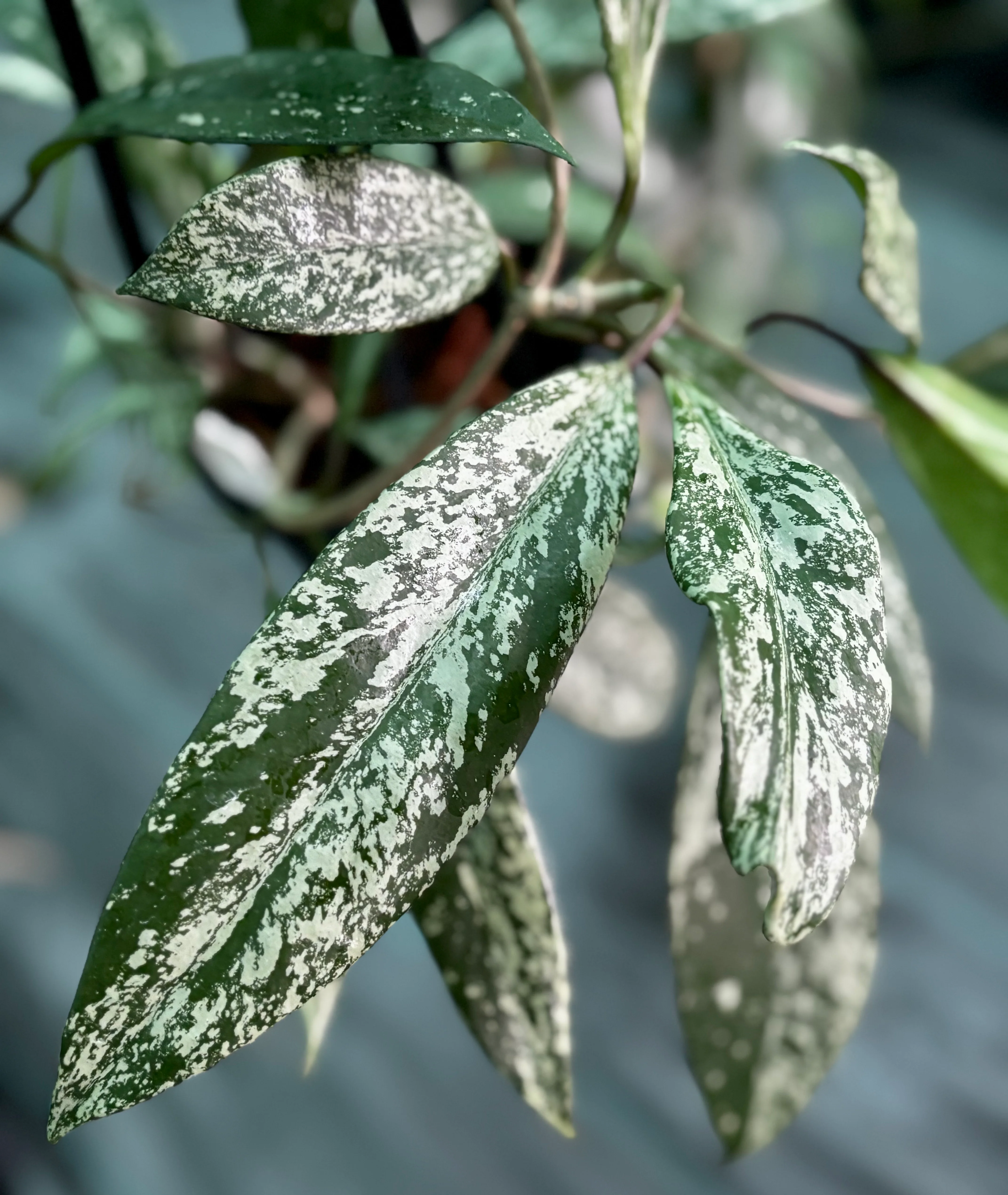 Hoya pubicalyx 'Chinese Black' H407 - Image 2