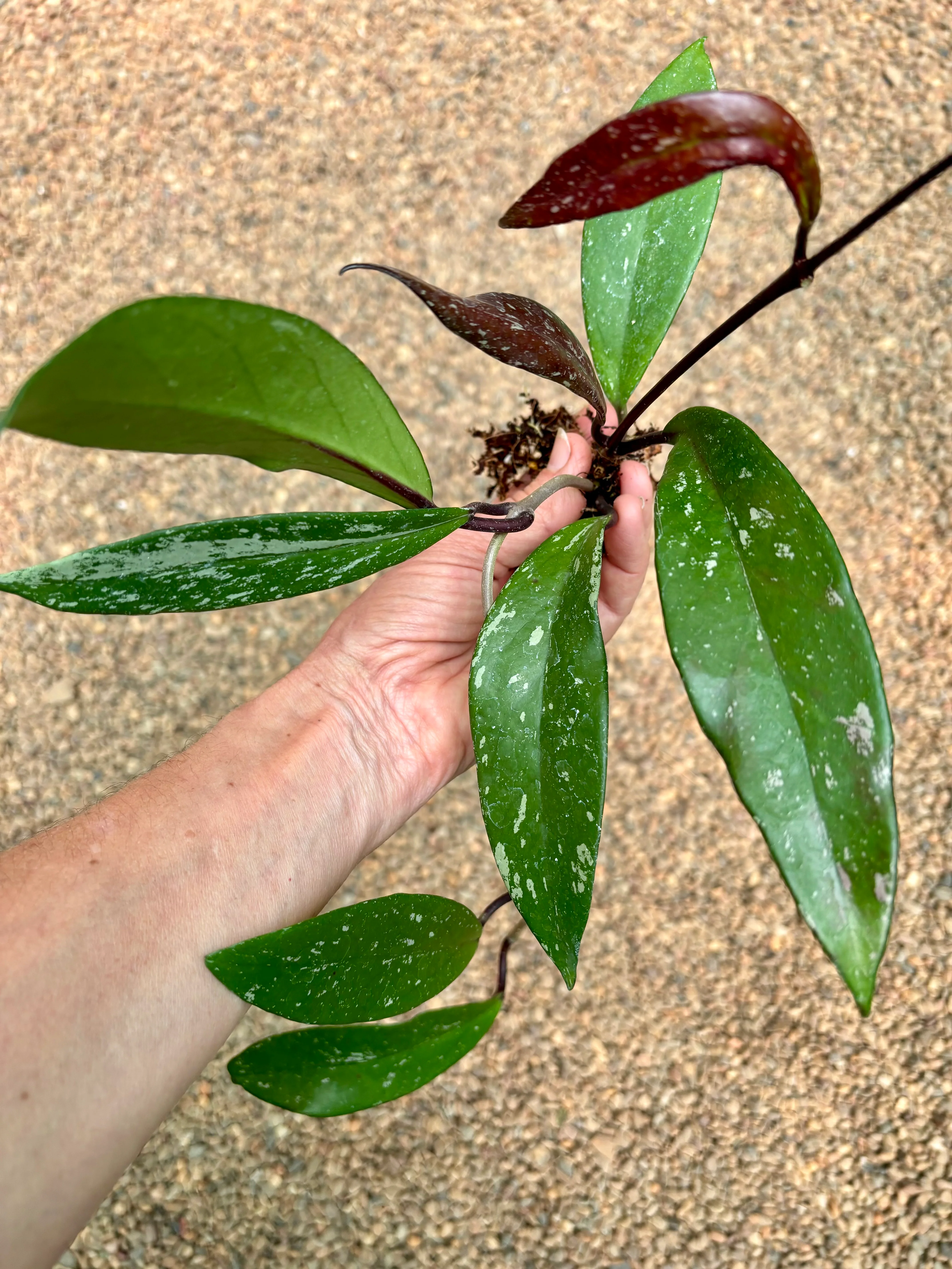 Hoya pubicalyx 'Chinese Black' H407 - Image 3