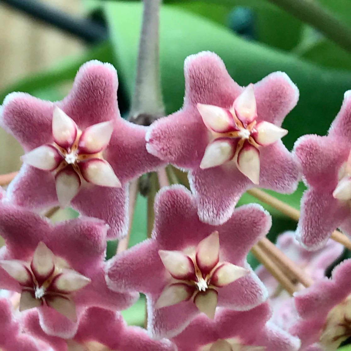 Hoya pubicalyx 'Pink-Silver' IML 0183 H76 - Image 10