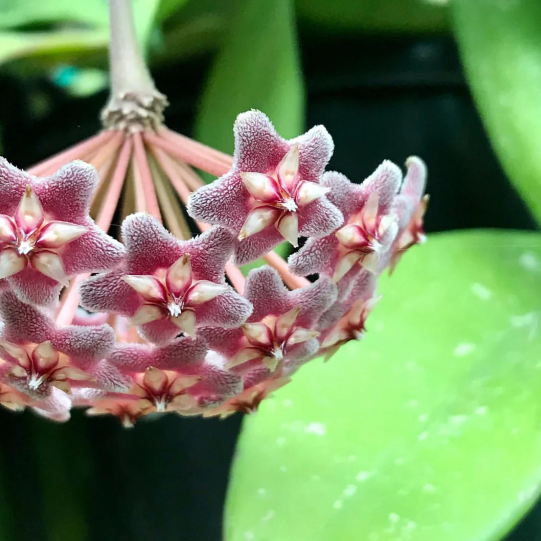 Hoya pubicalyx 'Pink-Silver' IML 0183 H76 - Image 3