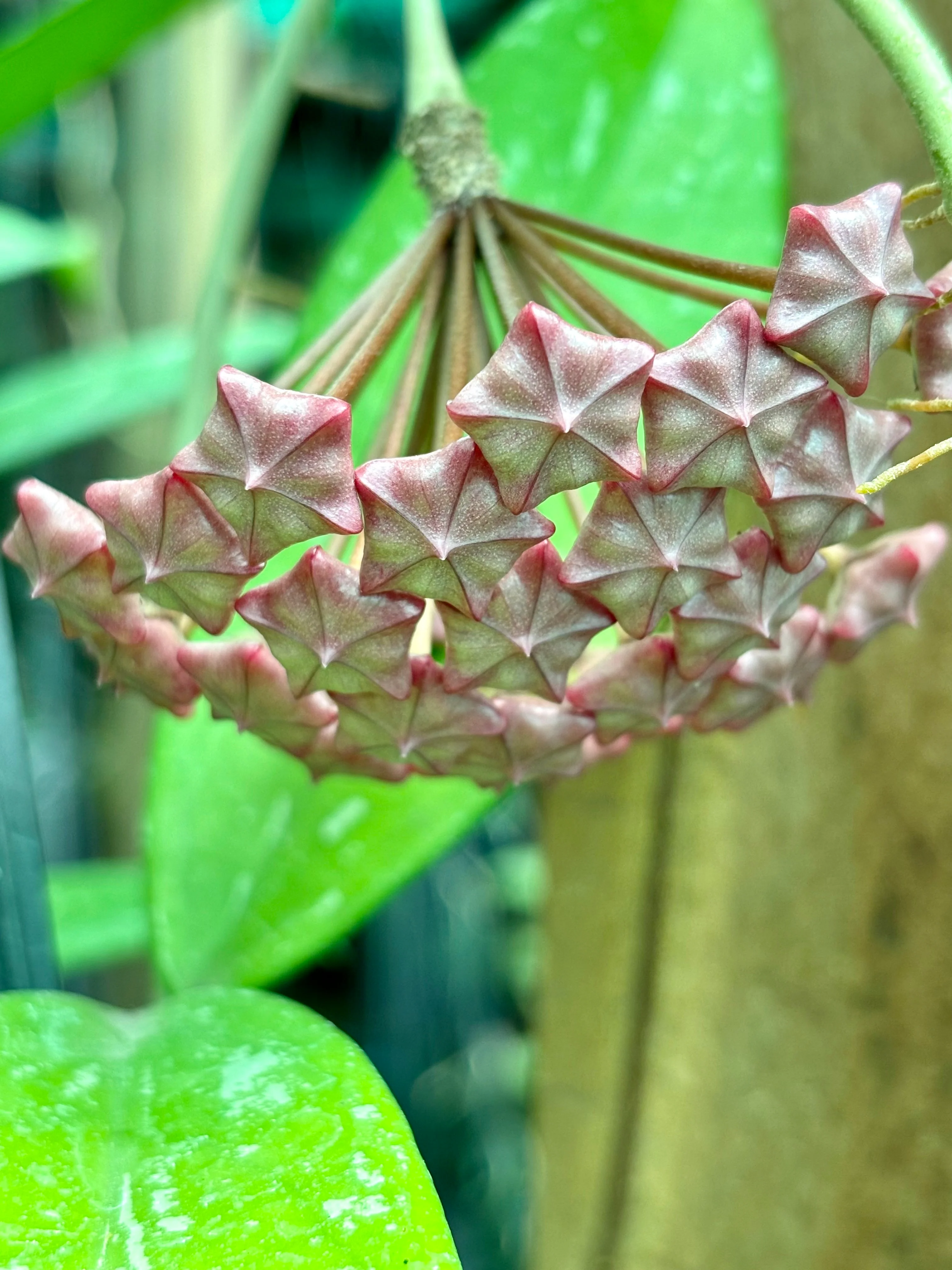 Hoya pubicalyx 'Silver Leaf' IML 0195 H285 - Image 3