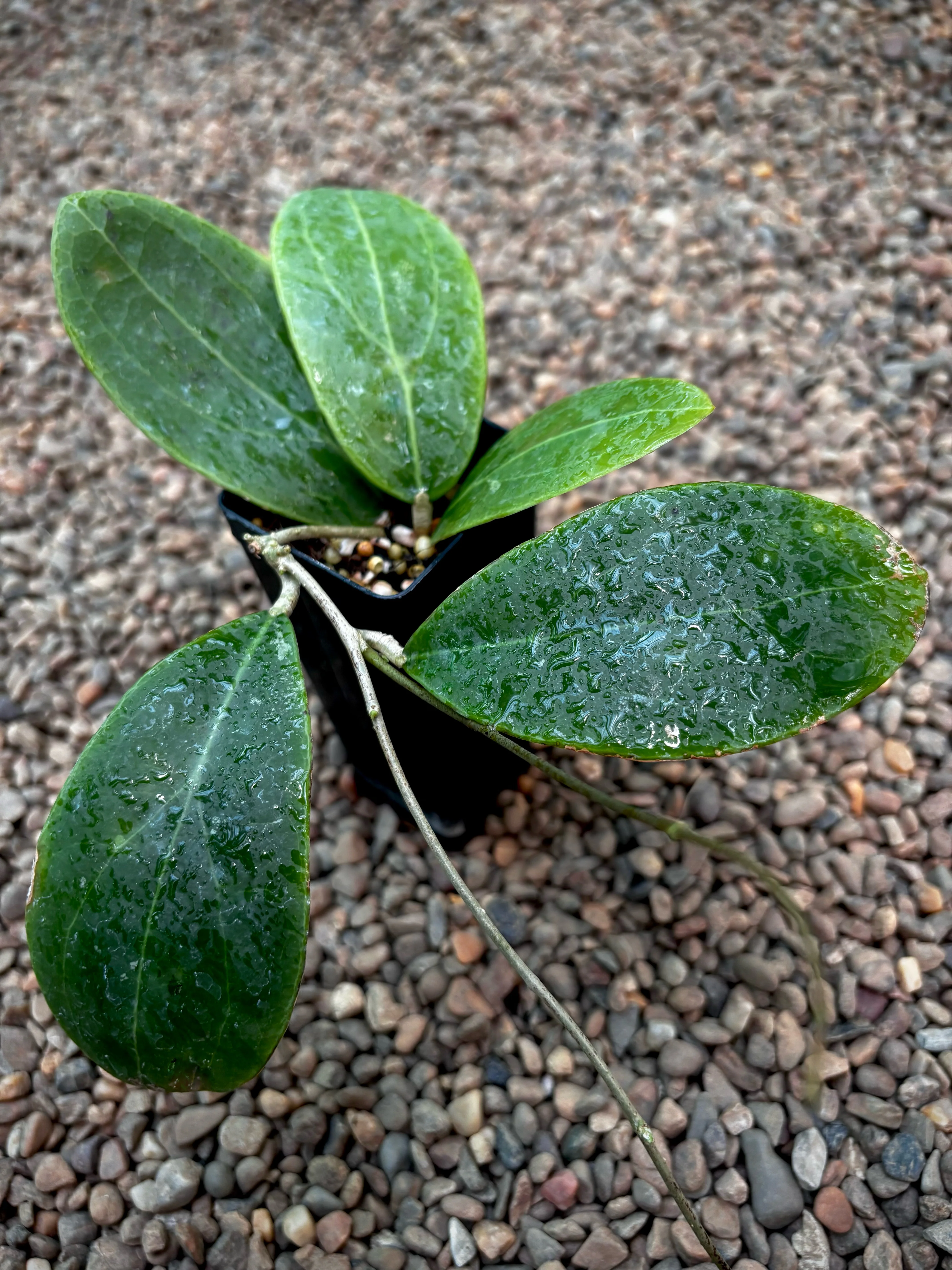 Hoya rintzii H440 - Image 2