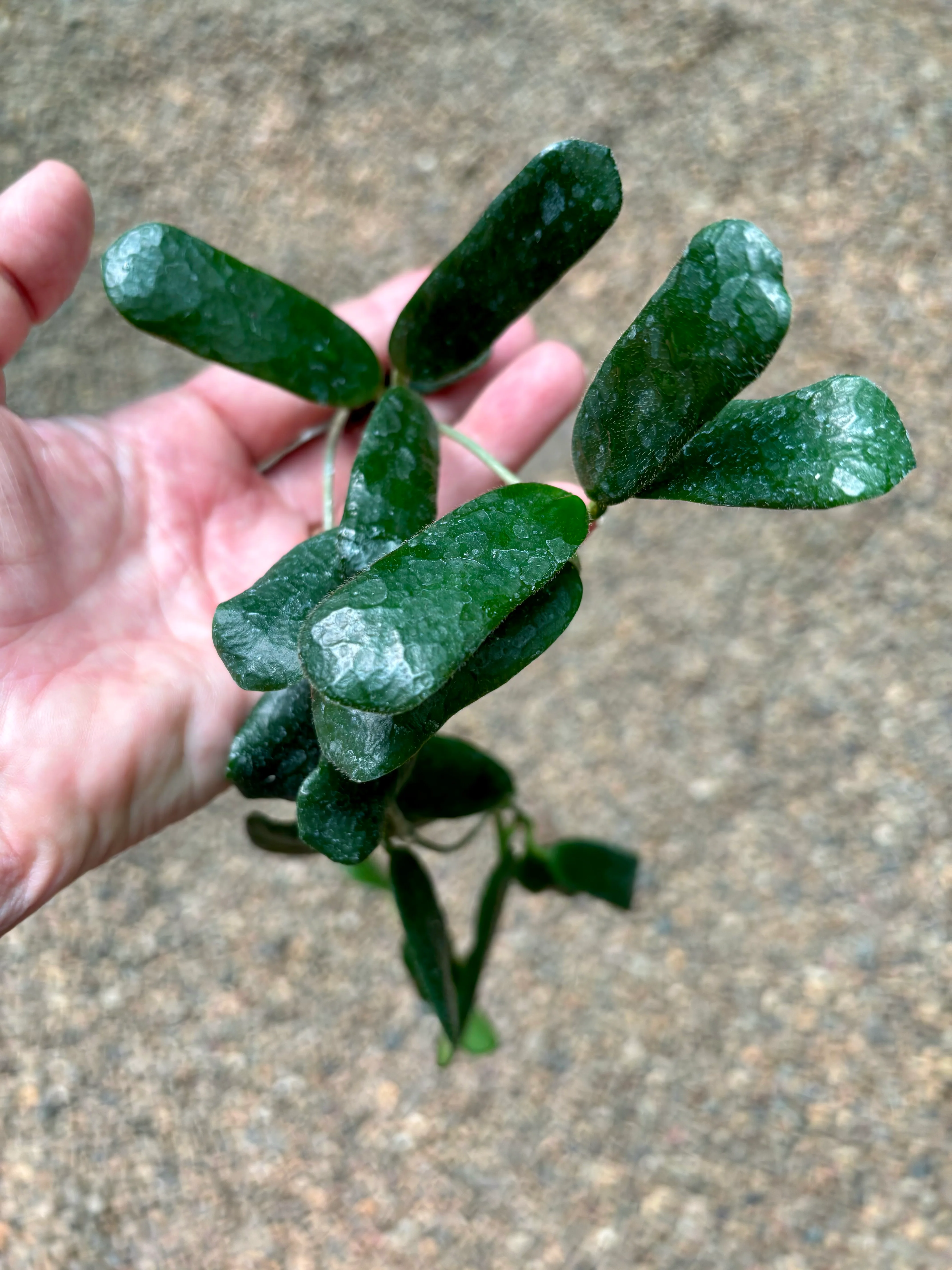 Hoya rotundiflora H291 - Image 5