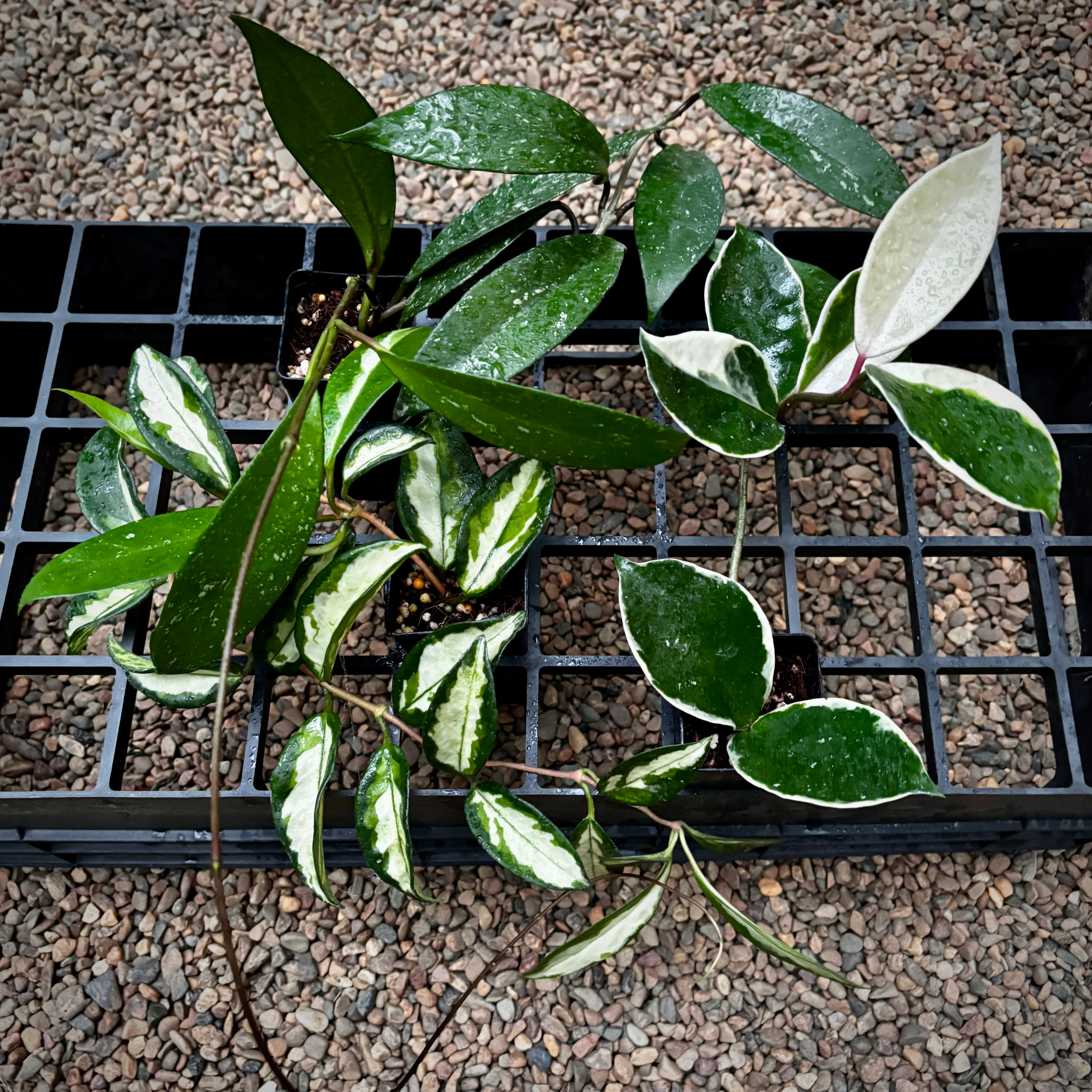 Hoya Royalty Pack - Image 11