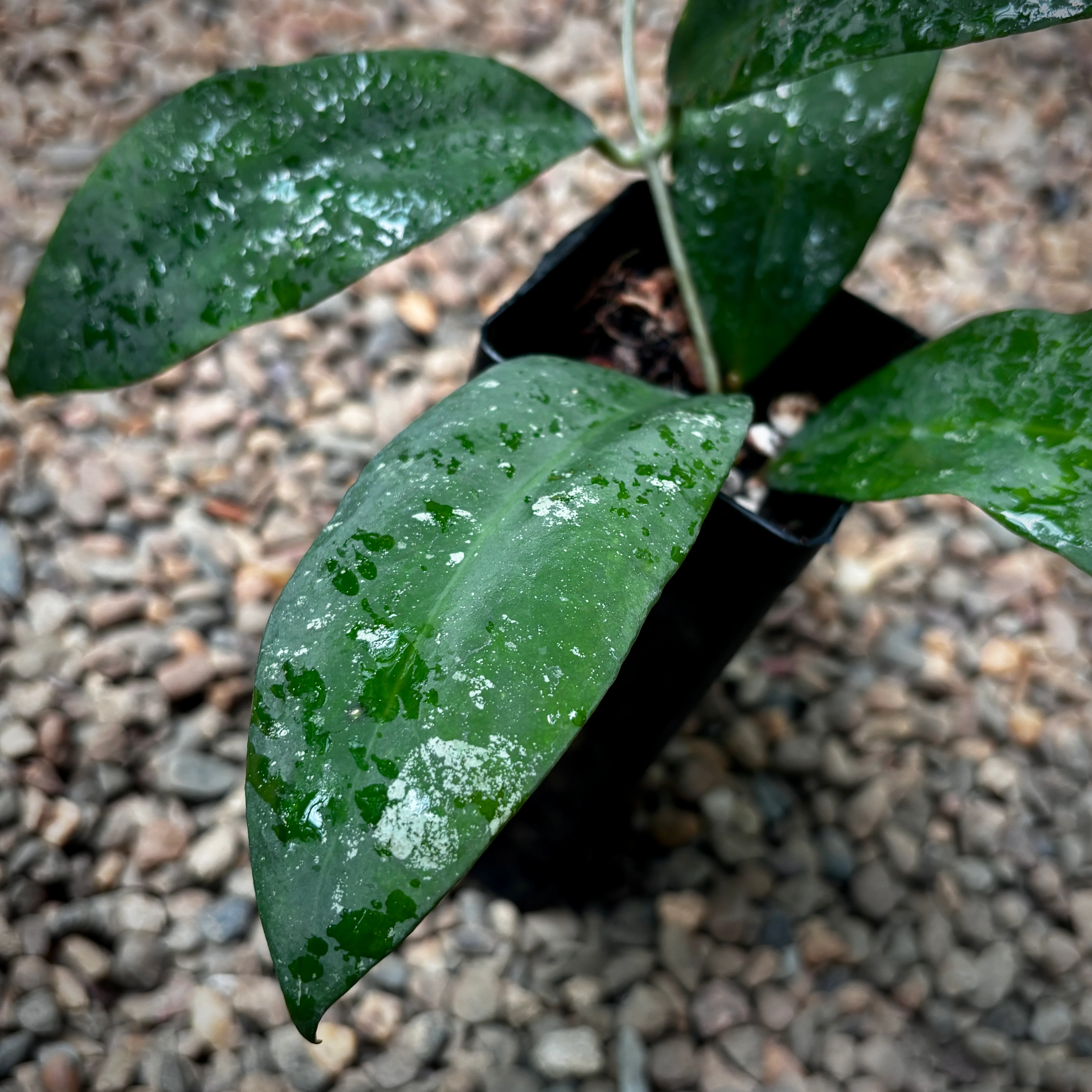 Hoya 'Ruthiae' H450
