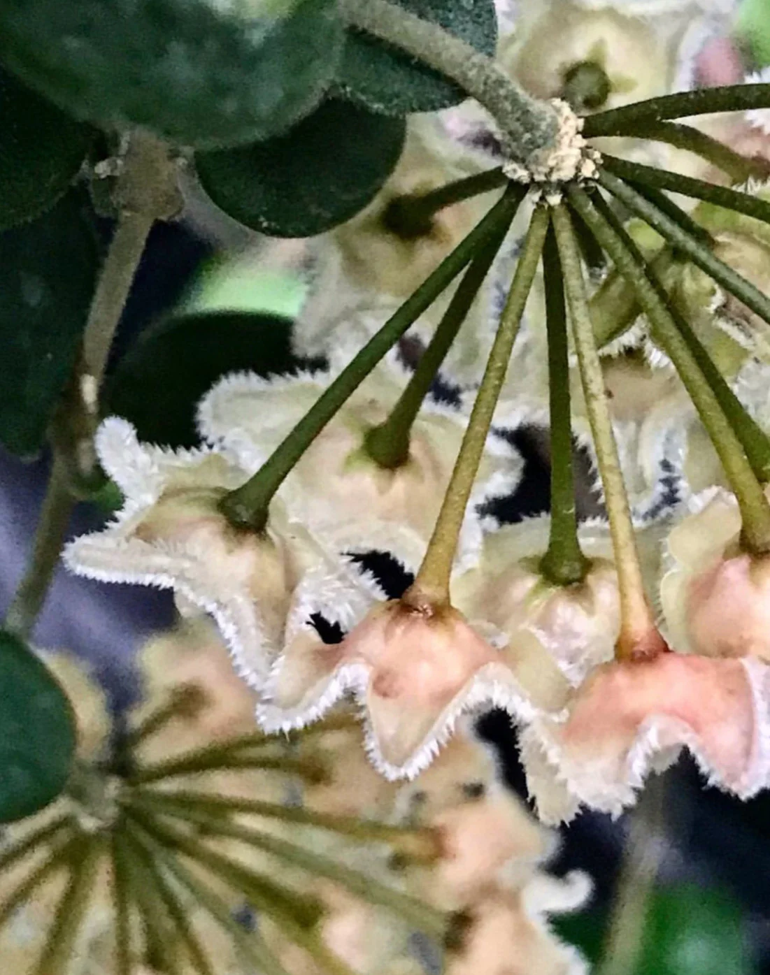 Hoya serpens H176 - Image 11