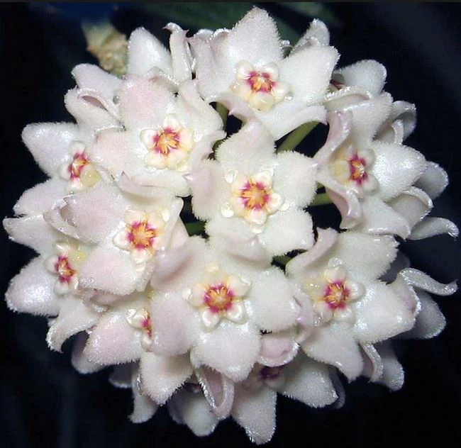Hoya shepherdii IML 0048 H148 - Image 4