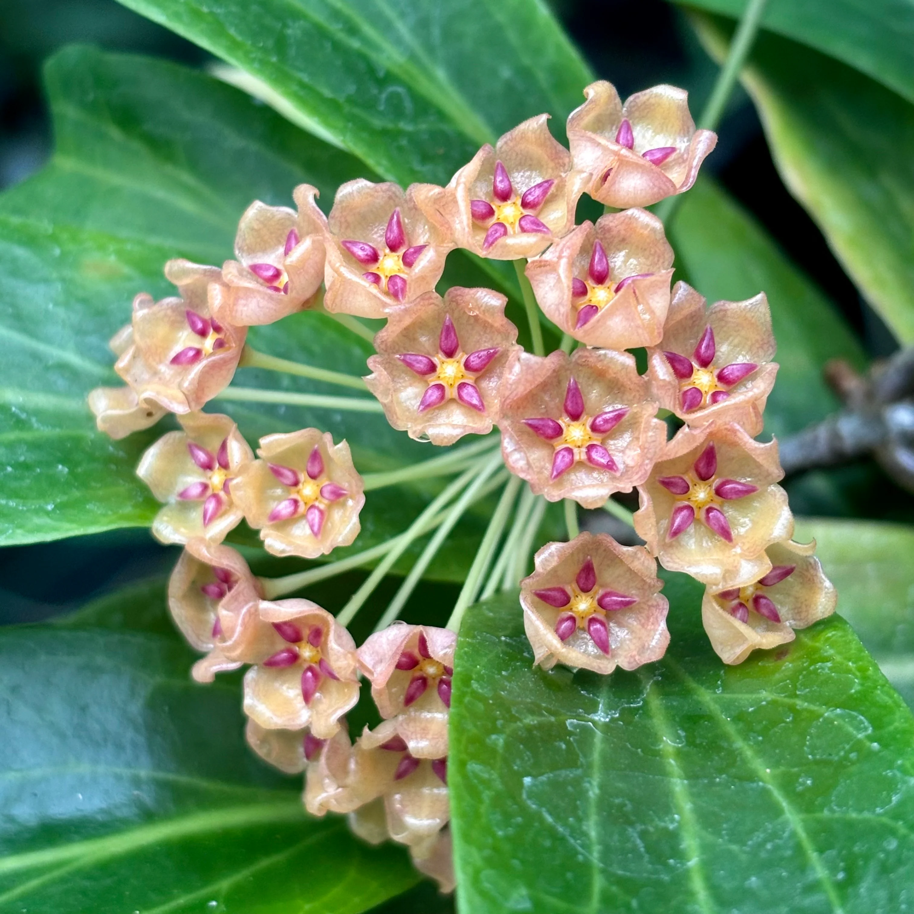 Hoya siariae IML 1624 H171 - Image 2