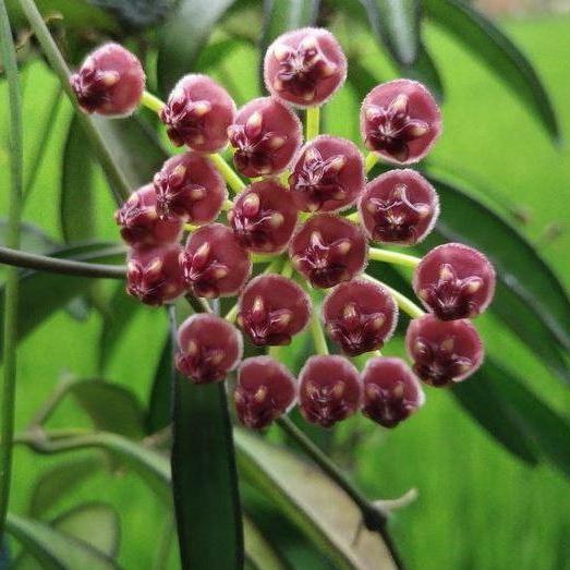 Hoya aff. kentiana Philippines IML 0834 H139 - Image 4