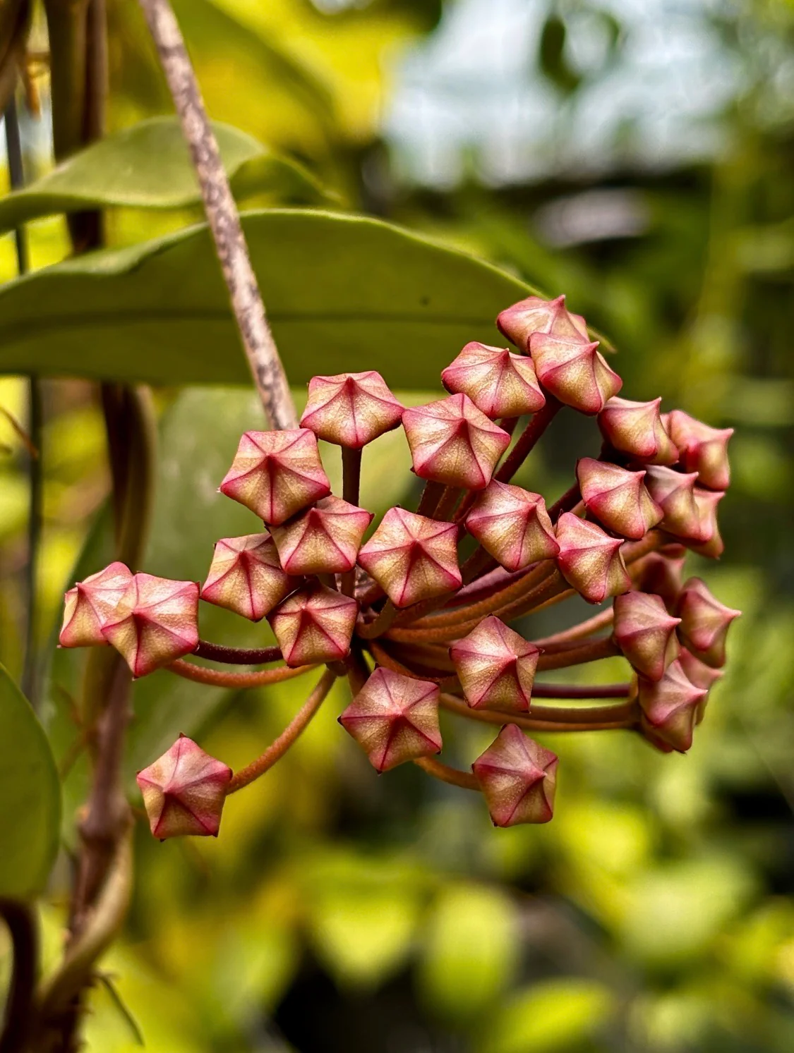 Hoya sp. Ban Ngong Ngoy IML 1514 H170 - Image 8