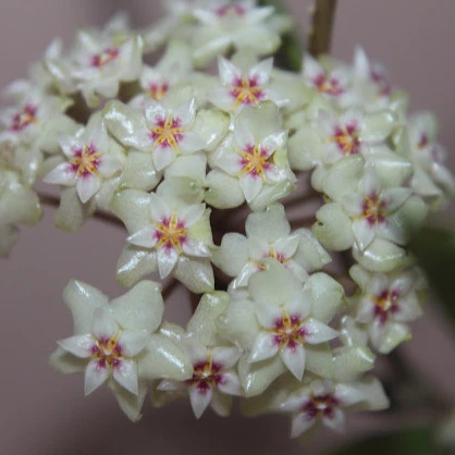 Hoya sp. Bintulu IML 1646 H304 - Image 3