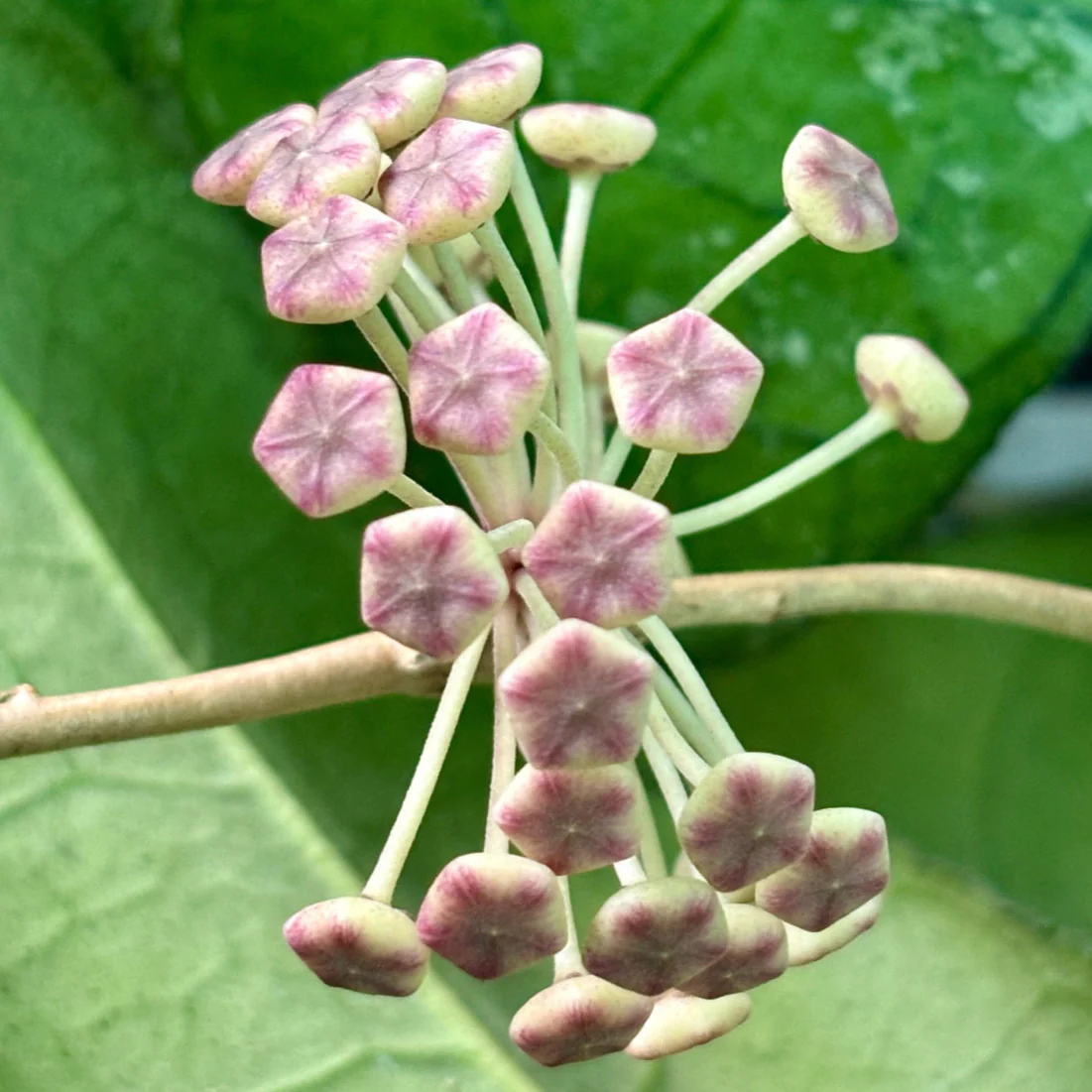 Hoya sp. Thailand IML 1398 H133 - Image 6