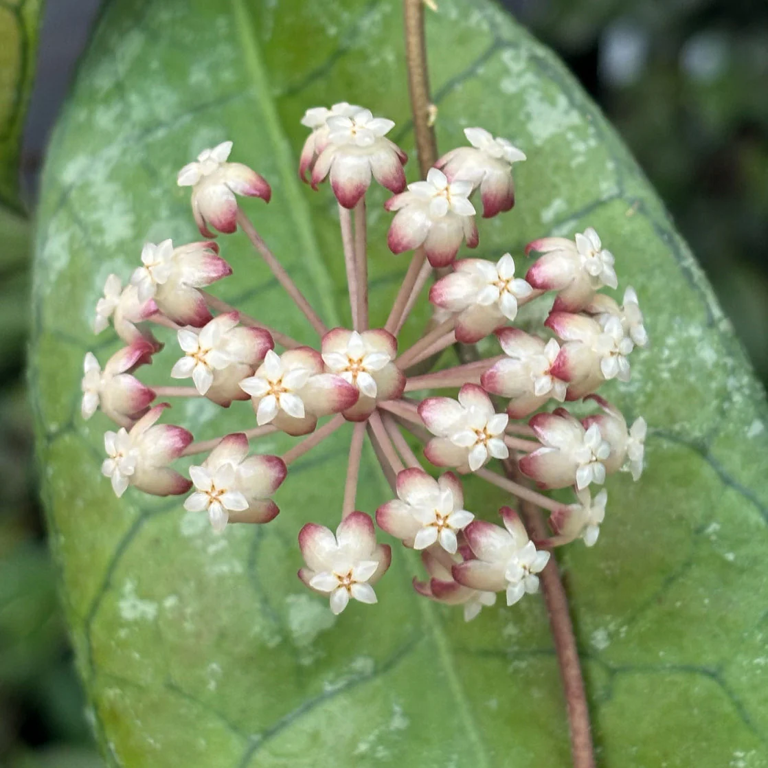 Hoya sp. Thailand IML 1398 H133 - Image 9