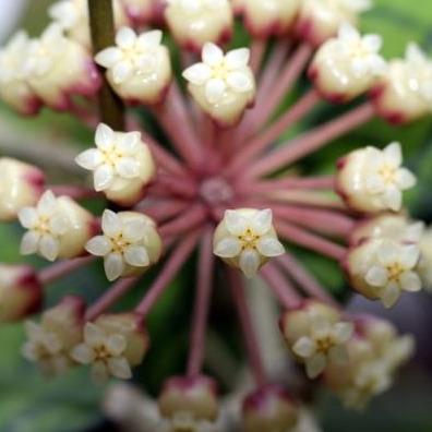 Hoya sp. Malaysia IML 1400 H134 - Image 2
