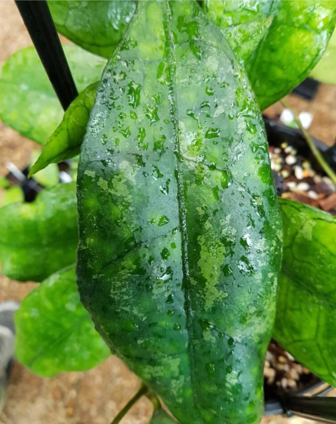 Hoya sp. Malaysia IML 1400 H134 - Image 4