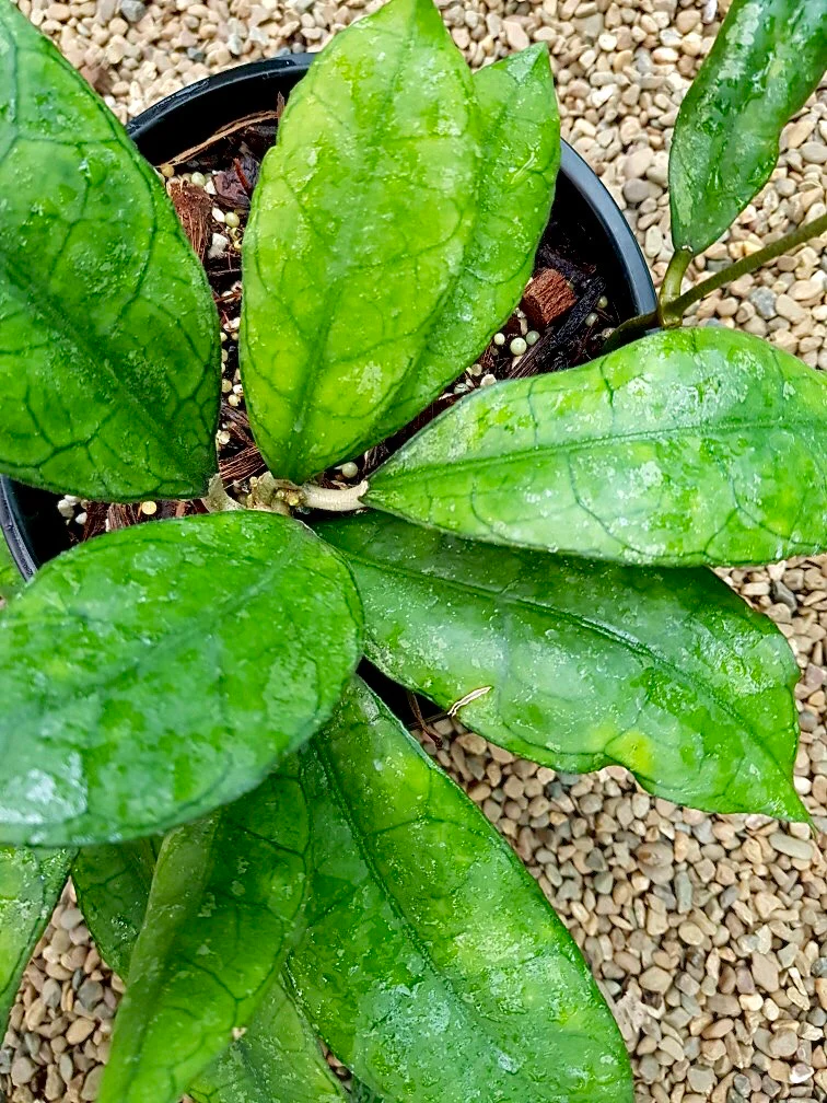 Hoya sp. Malaysia IML 1400 H134 - Image 5