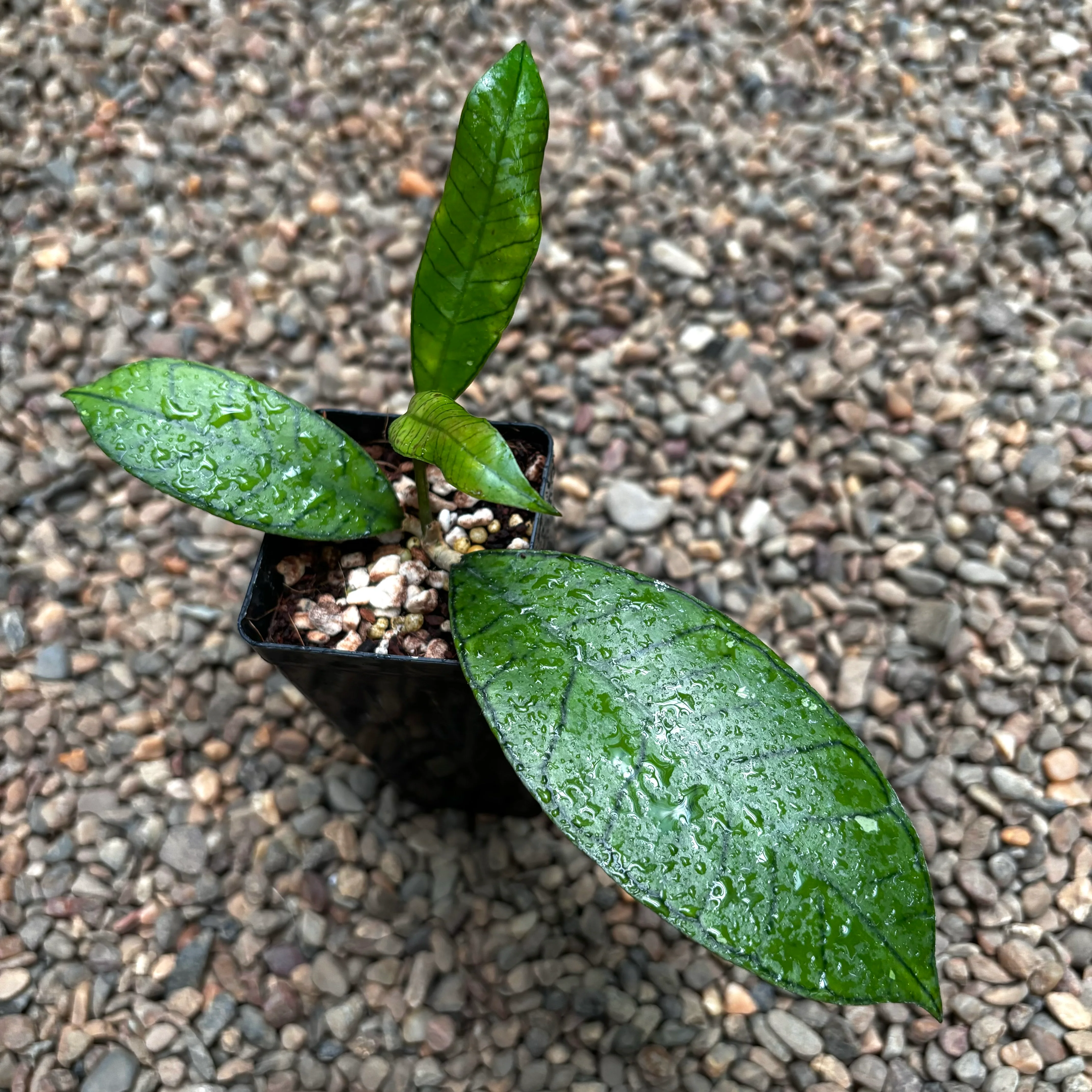 Hoya sp. Gunung Gading H348 - Image 3