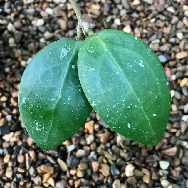 Hoya sp. Hat Som Paen IML 1438 H300 - Image 3