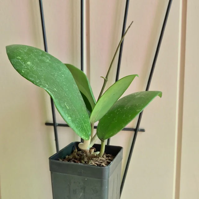 Hoya sp. Hat Som Paen IML 1438 H300 - Image 6