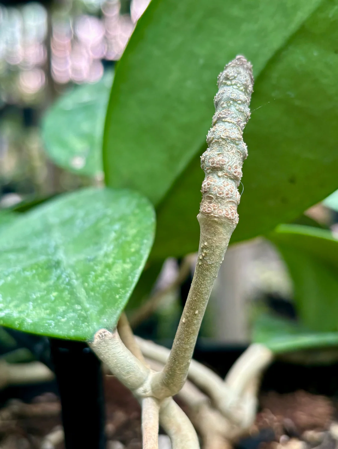 Hoya sp. Ko Chang Is. IML 1508 H127 - Image 8