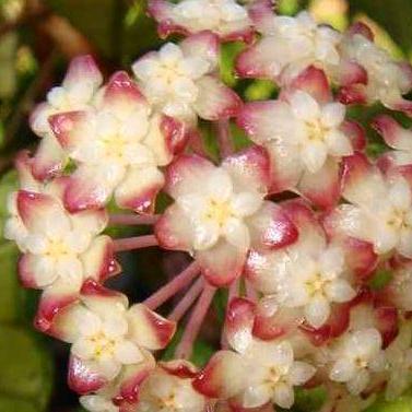 Hoya sp. Nong Nooch IML 1541 H120 - Image 2