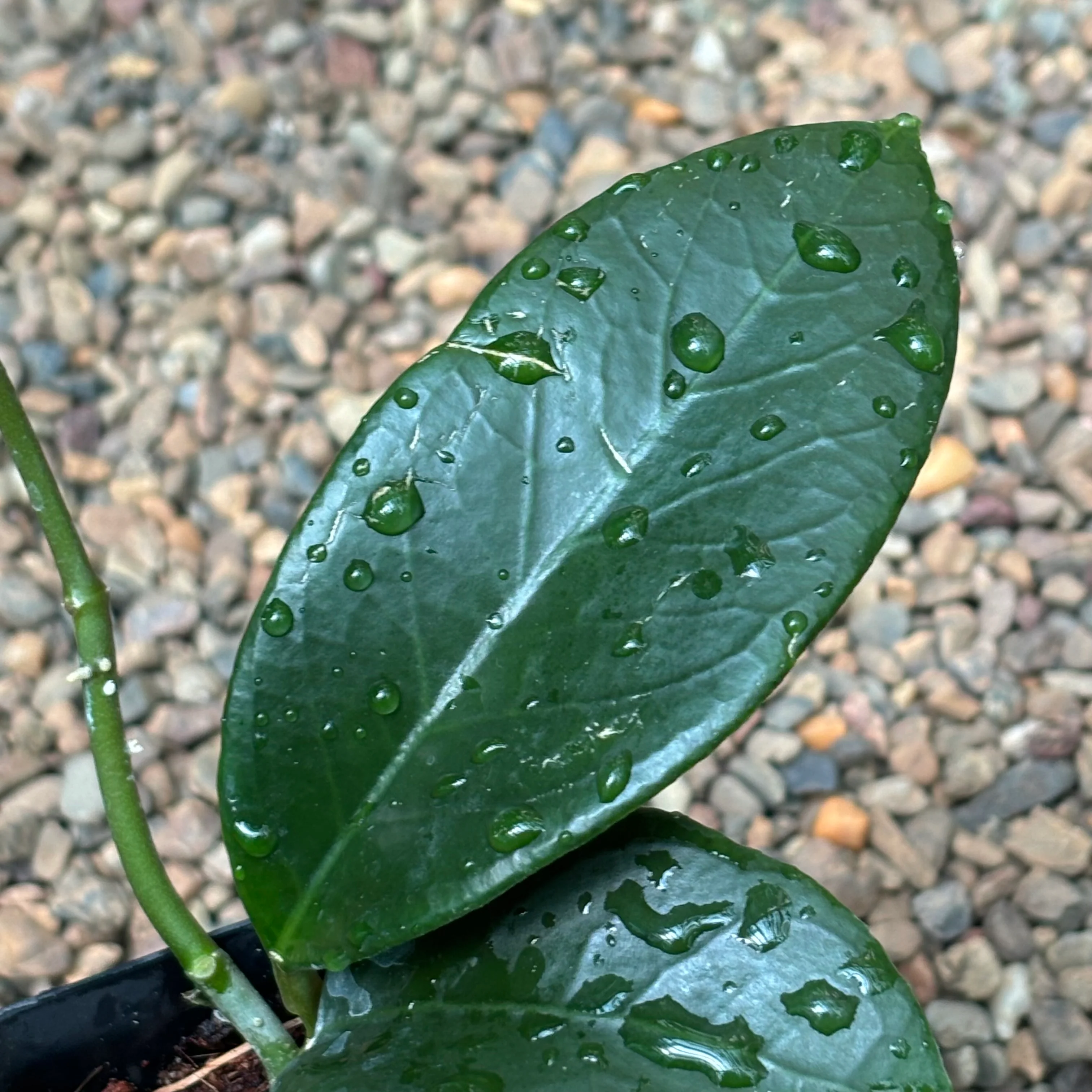 Hoya sp. Timor Leste H462