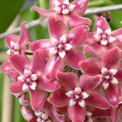 Hoya subcalva IML 0484 H83 - Image 3