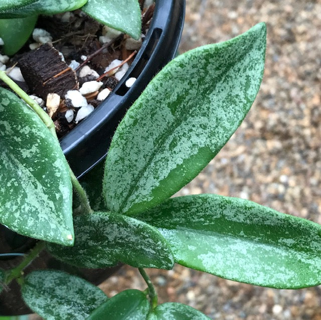 Hoya thomsonii (white) IML 1177 H260 - Image 6