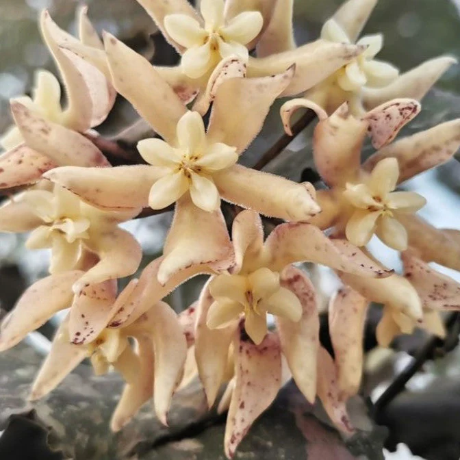 Hoya undulata H393 - Image 3