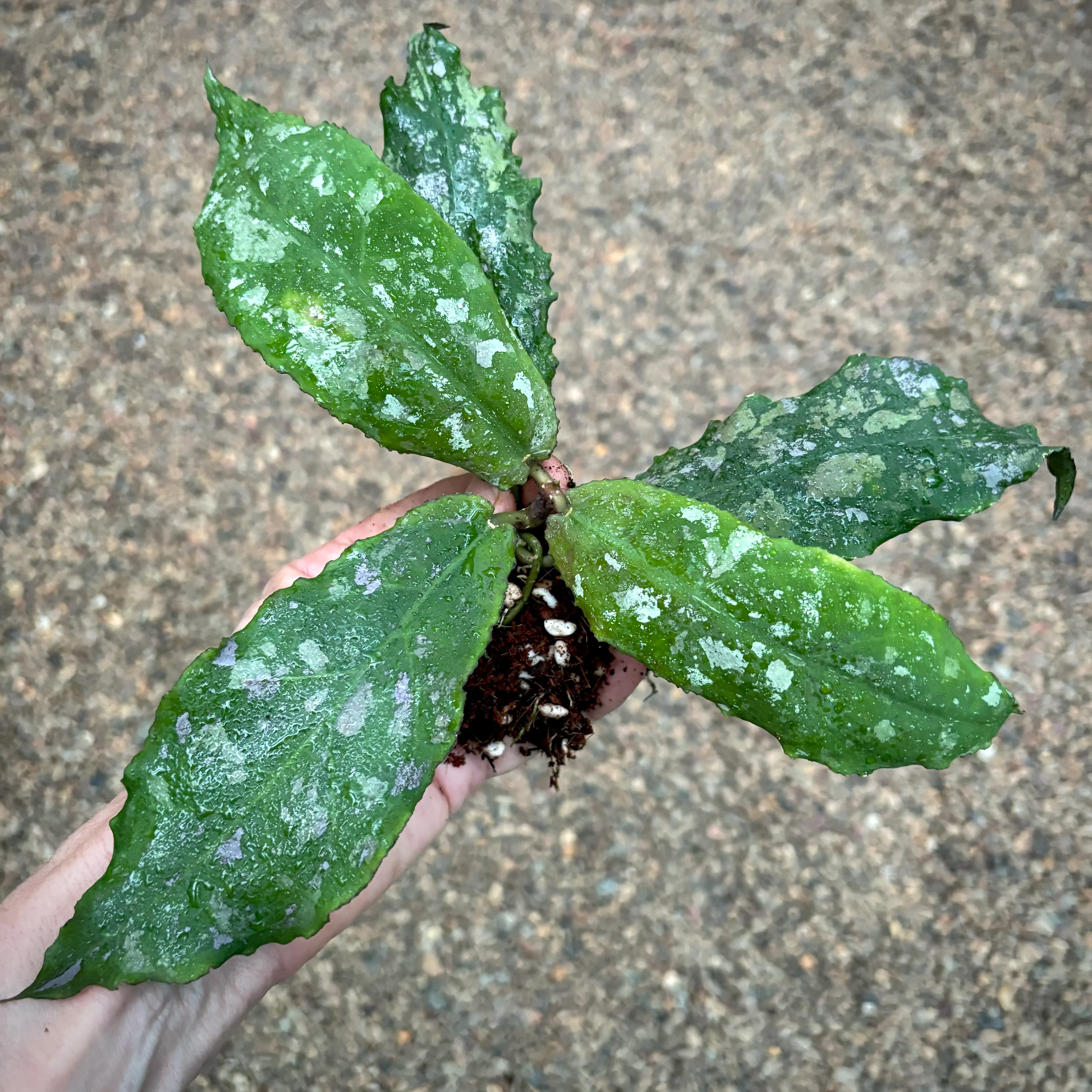 Hoya undulata H393 - Image 4