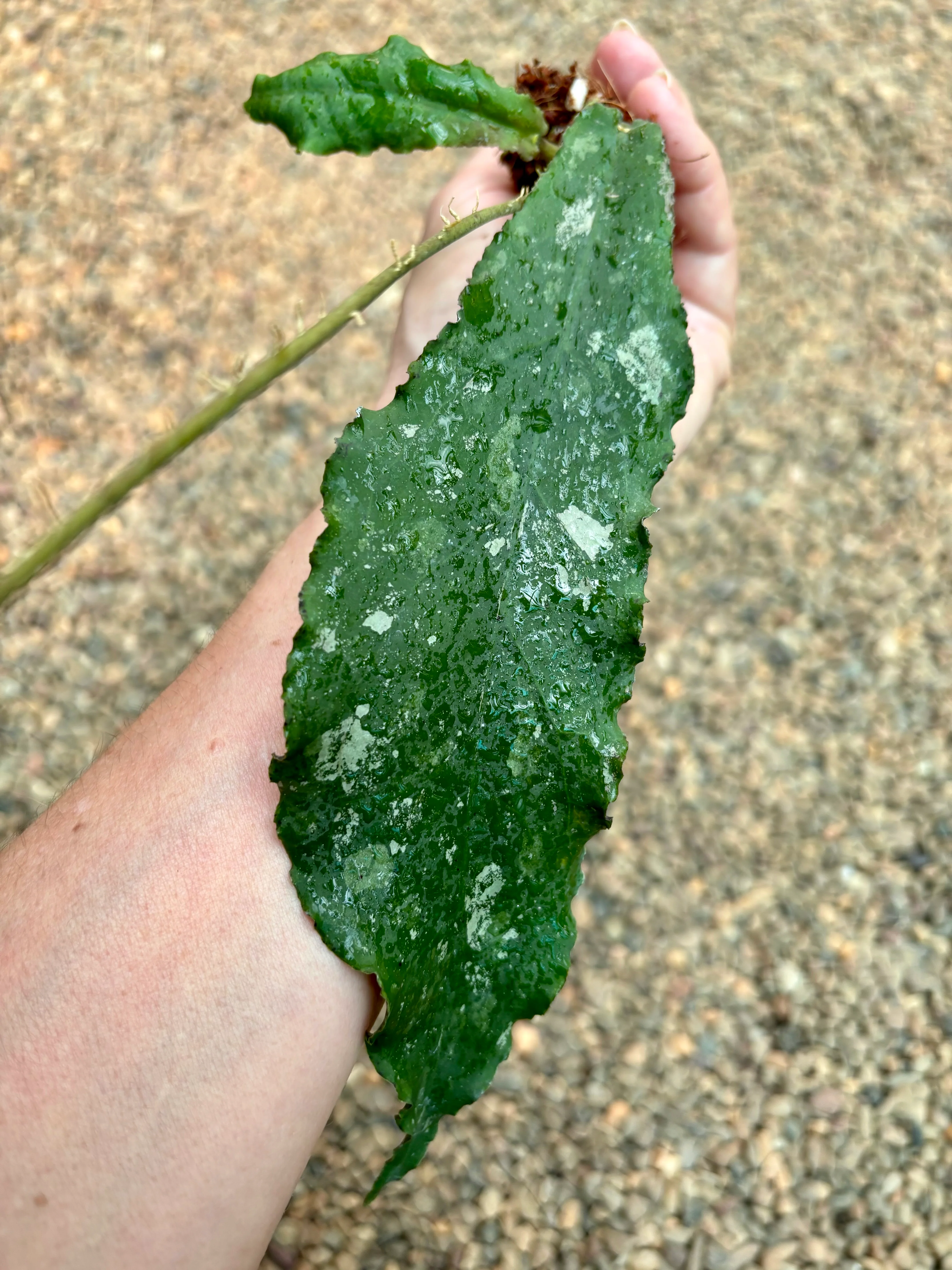 Hoya undulata H393 - Image 5