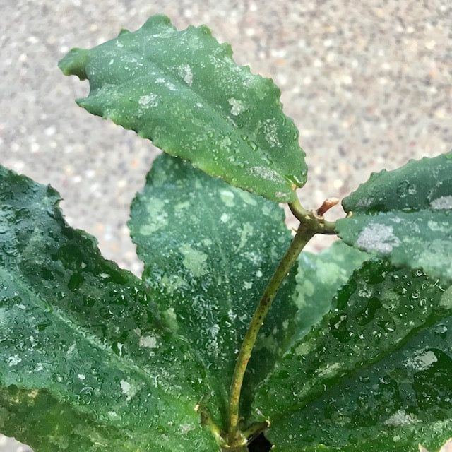 Hoya undulata H393 - Image 6