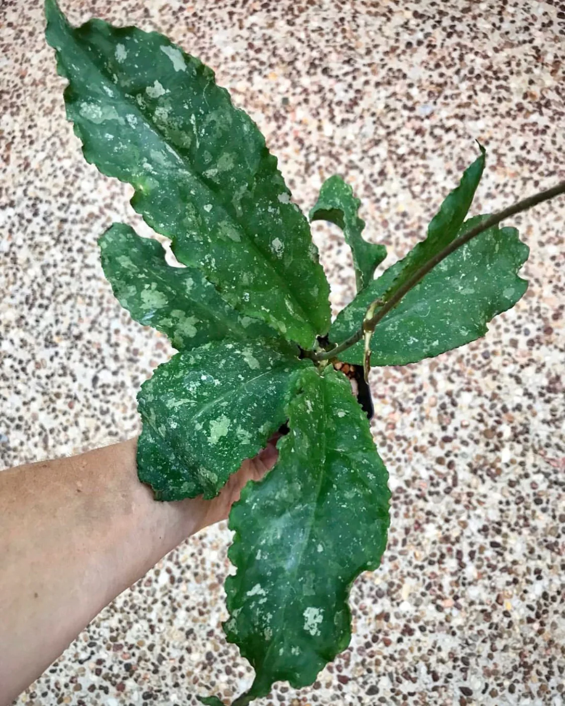 Hoya undulata H393 - Image 8