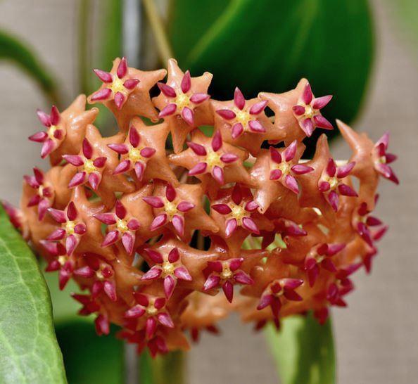 Hoya valmayoriana IML 0831 H87 - Image 5