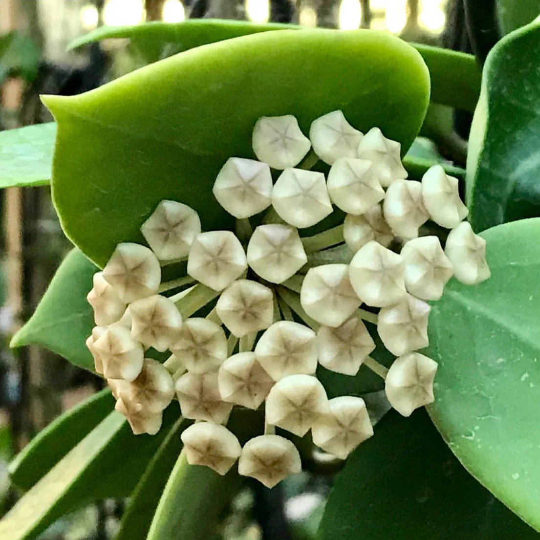 Hoya verticillata H205 - Image 4