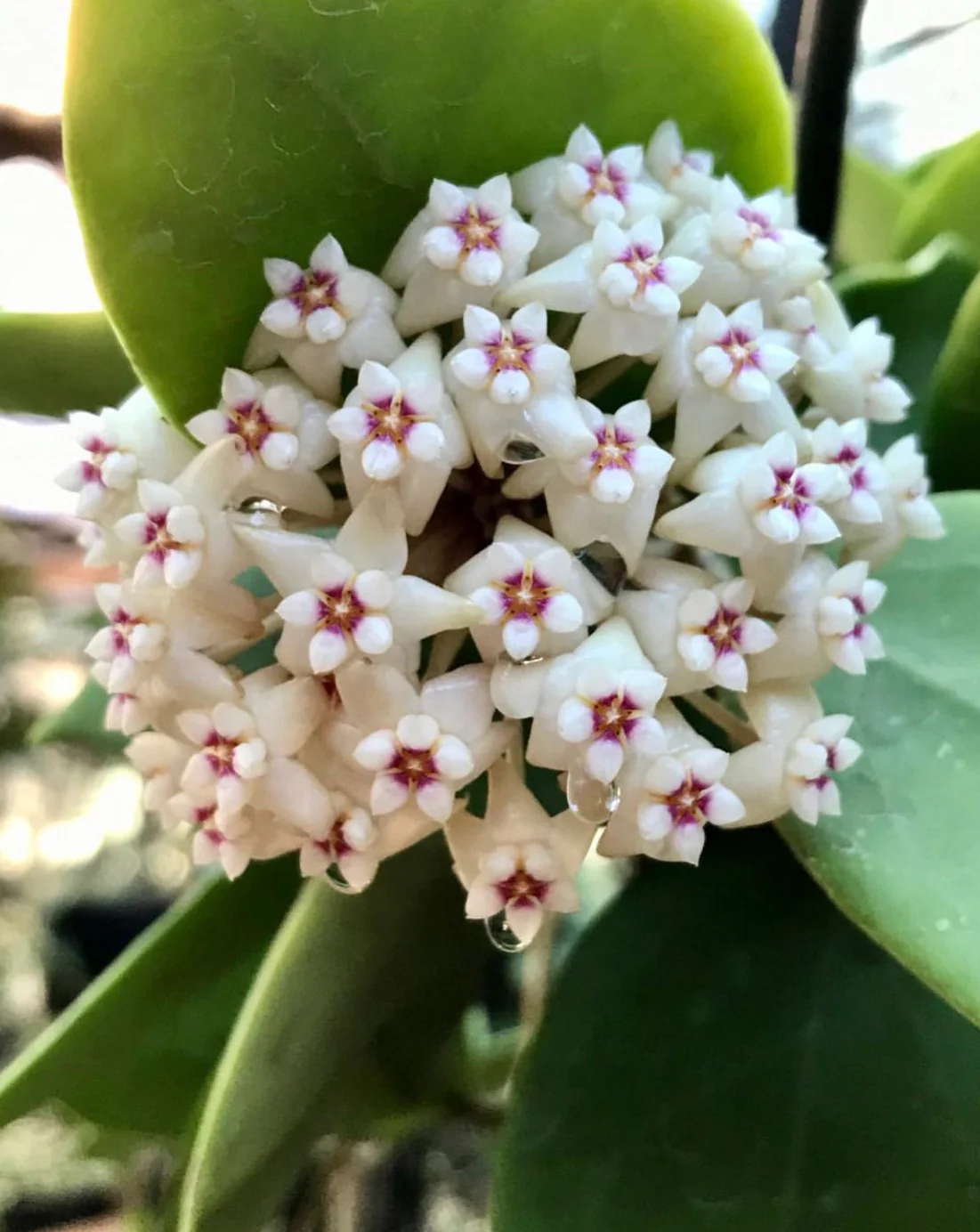 Hoya verticillata H205 - Image 6