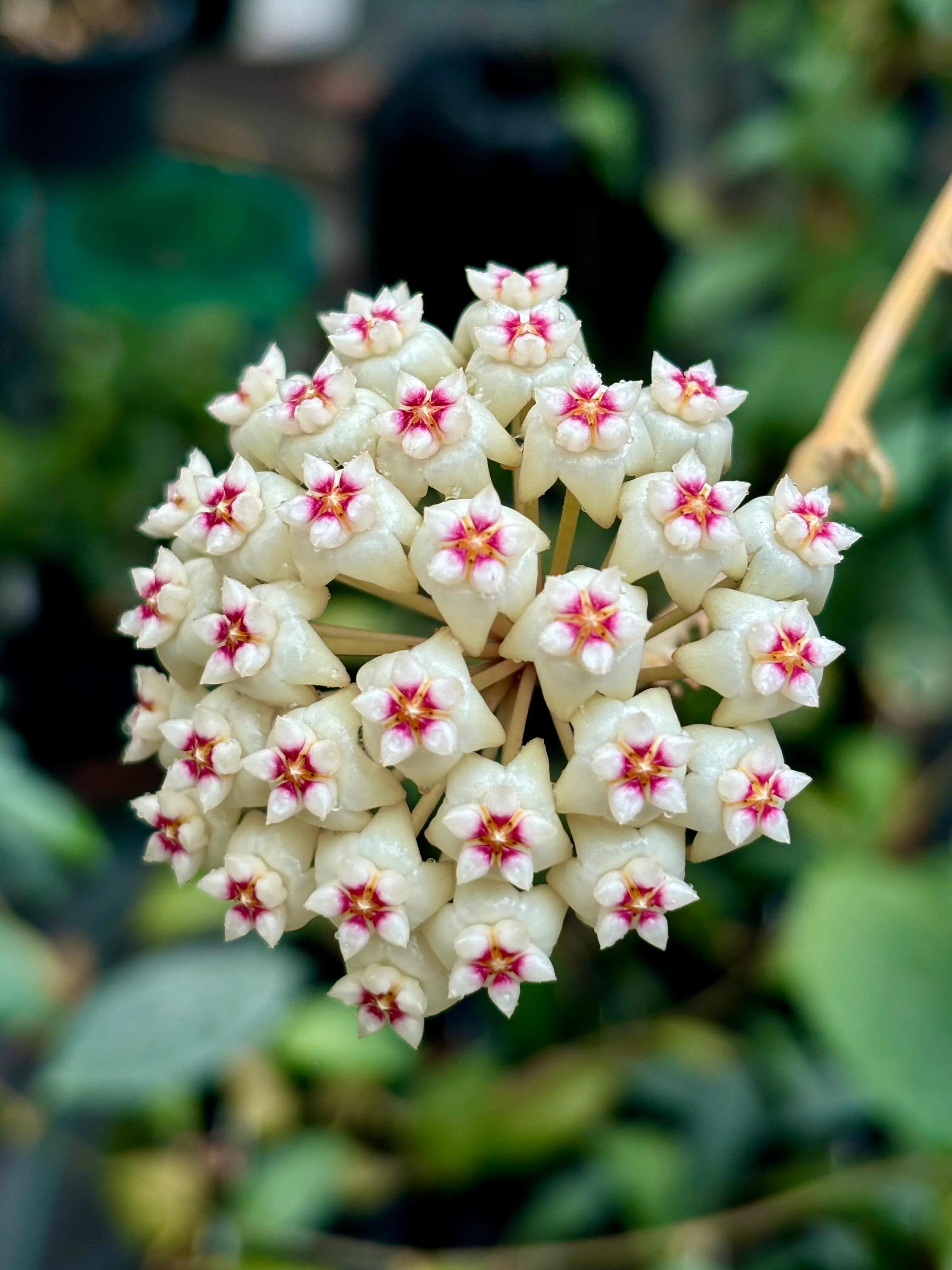 Hoya verticillata H205 - Image 7