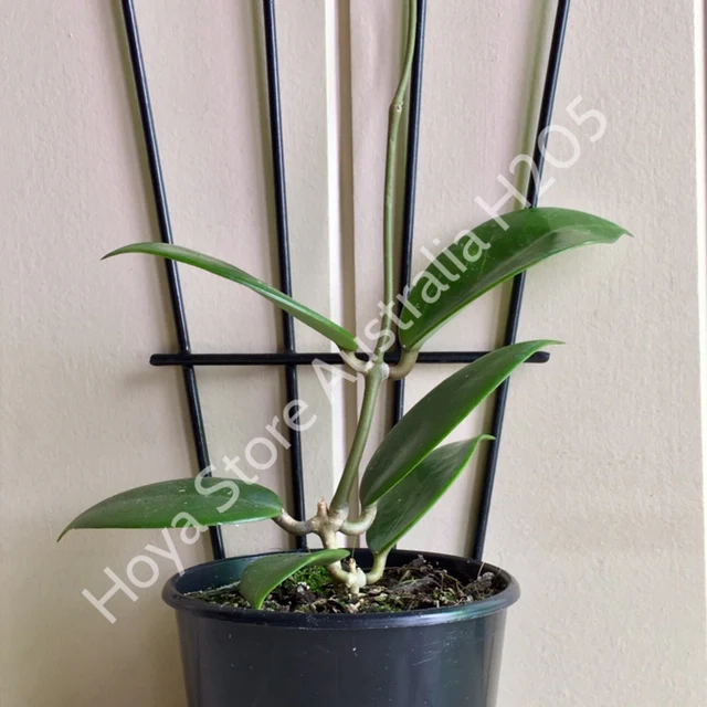 Hoya verticillata H205 - Image 9