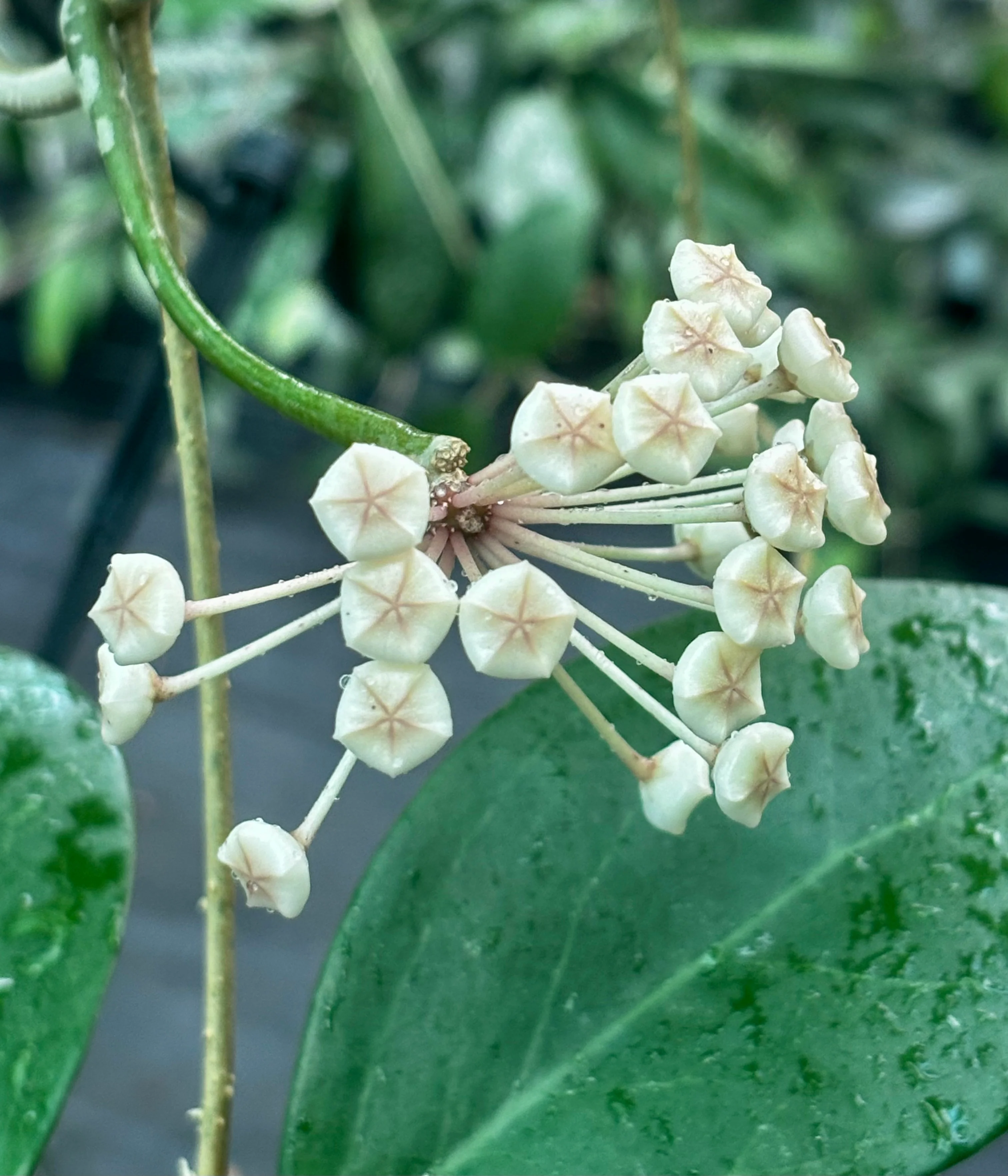 Hoya verticillata var. hendersonii H314 - Image 7