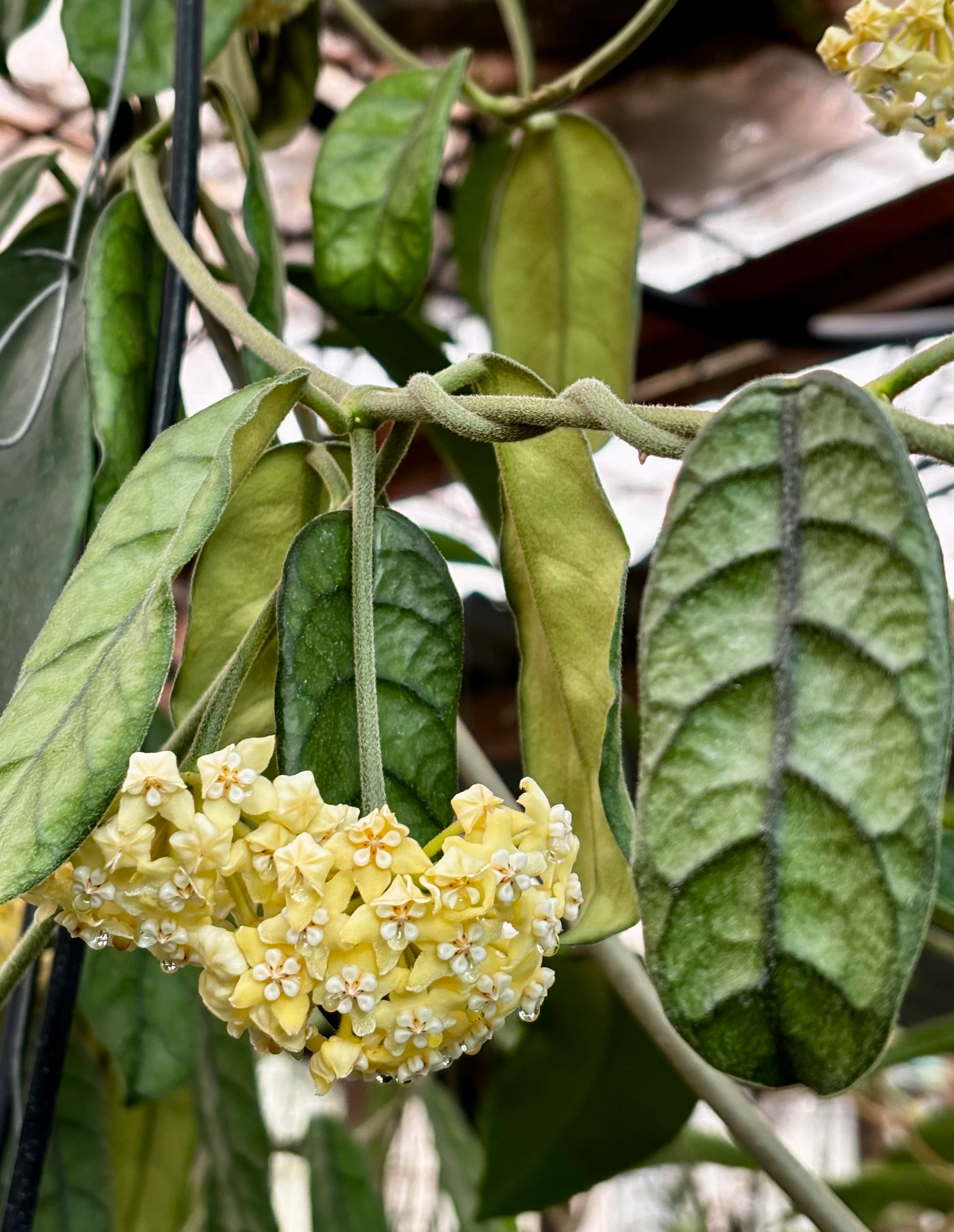 Hoya villosa Vietnam IML 1663 H156 - Image 15