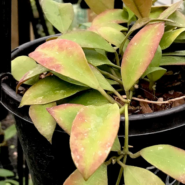 Hoya walliniana H30 - Image 3